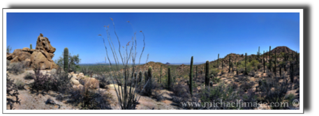 "saguaro vista"
saguaro national park